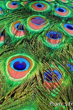 Pauw blauw - 70-85 cm - natuurlijk